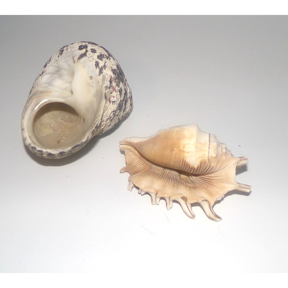 Other - Natural Real Sea Shells Spike Spider Conch Magpie Shell Seashell Nautical Decor